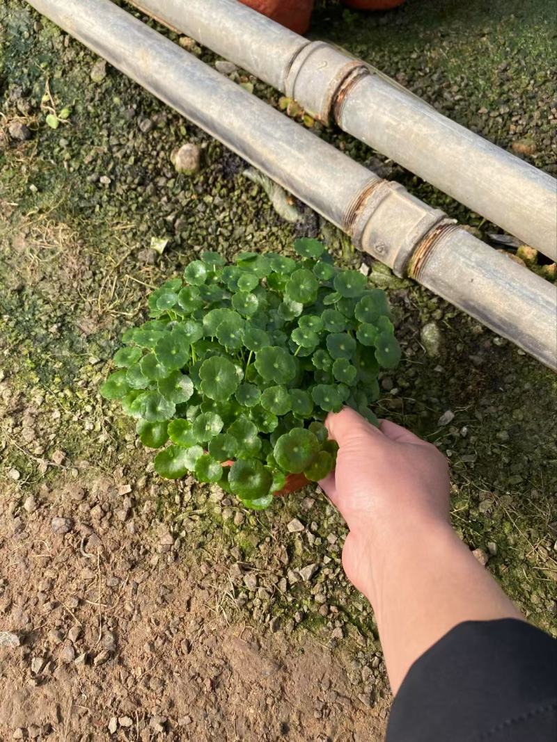 精品店铜钱草，优质铜钱草香菇草