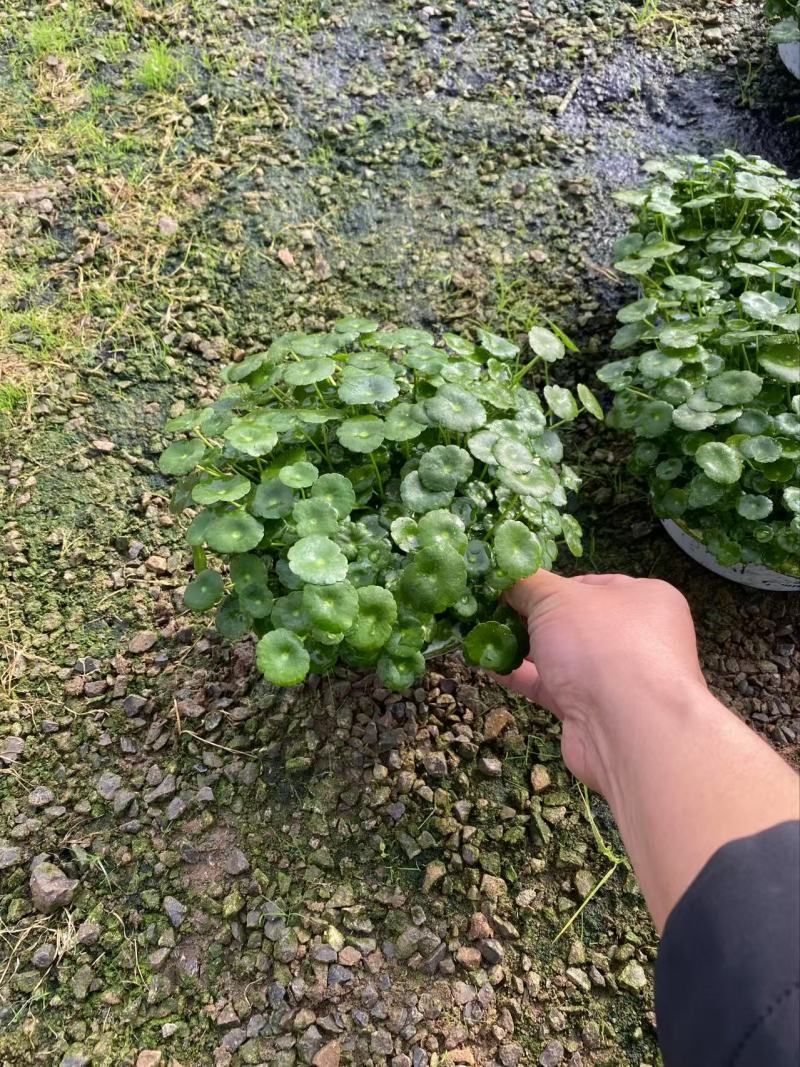 精品店铜钱草，优质铜钱草香菇草