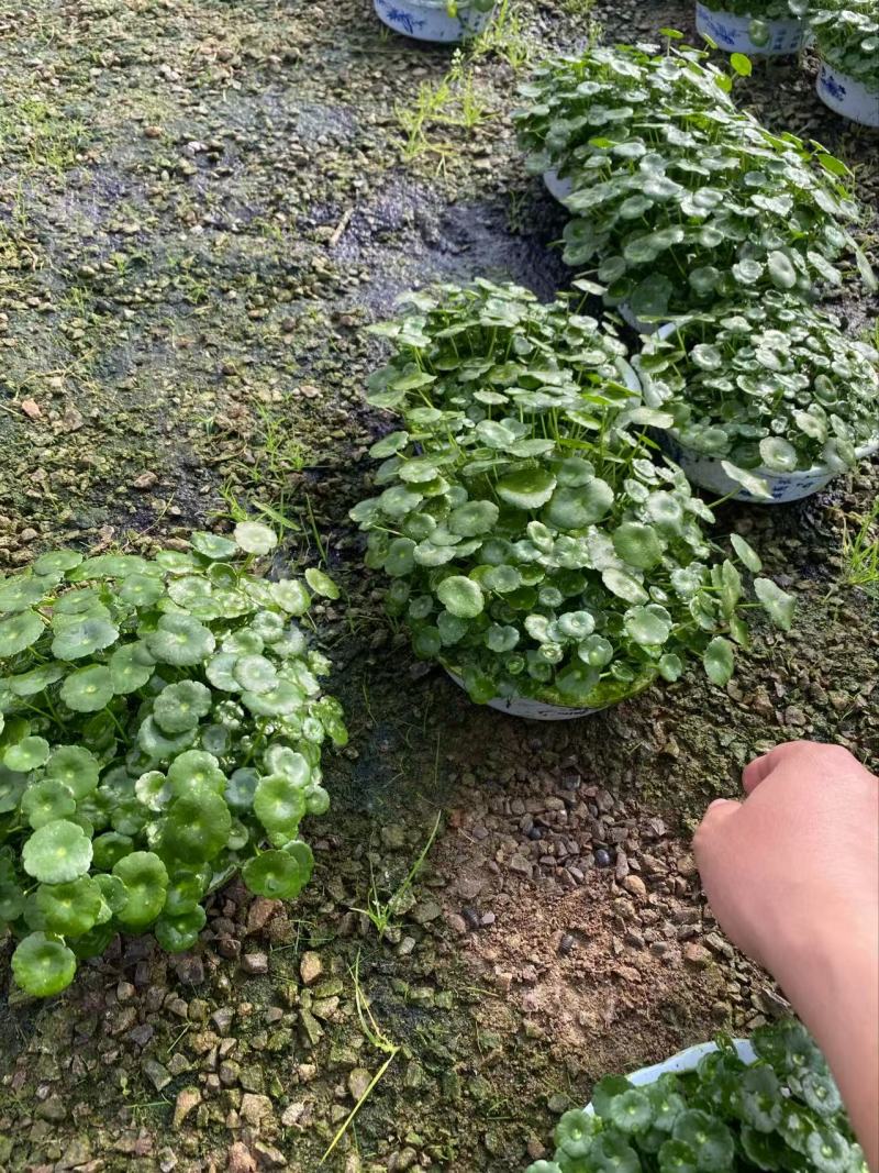 精品店铜钱草，优质铜钱草香菇草