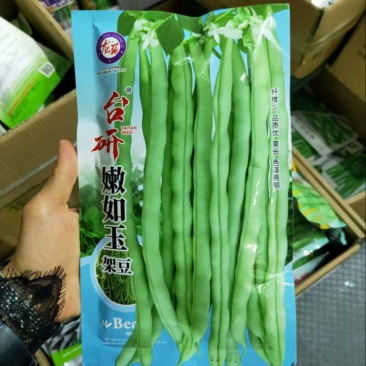 台研嫩如玉架豆种子中早熟蔓生荚绿白色圆长纤维少品质好