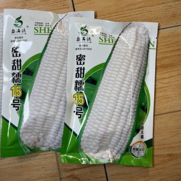 加甜糯玉米种子重庆发货到全国小甜糯928早熟