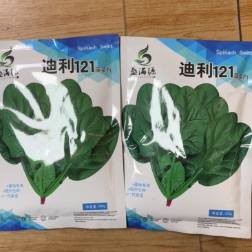 重庆发货到全国高抗霜霉病进口菠菜