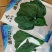 重庆发货到全国高抗霜霉病进口菠菜