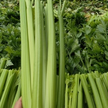 山东菏泽定陶黄店西芹大量现货，全国代发。