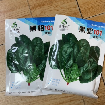 黑叶菠菜杂交种耐寒生长速度快半直立进口菠菜小籽粒