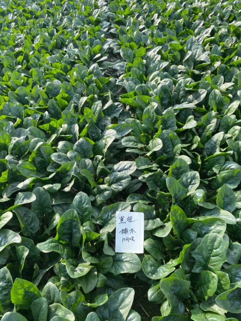 黑叶菠菜杂交种耐寒生长速度快半直立进口菠菜小籽粒