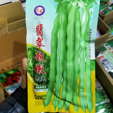 翡翠超嫩架豆种子早熟蔓生荚嫩白绿色豆圆棍形商品性好