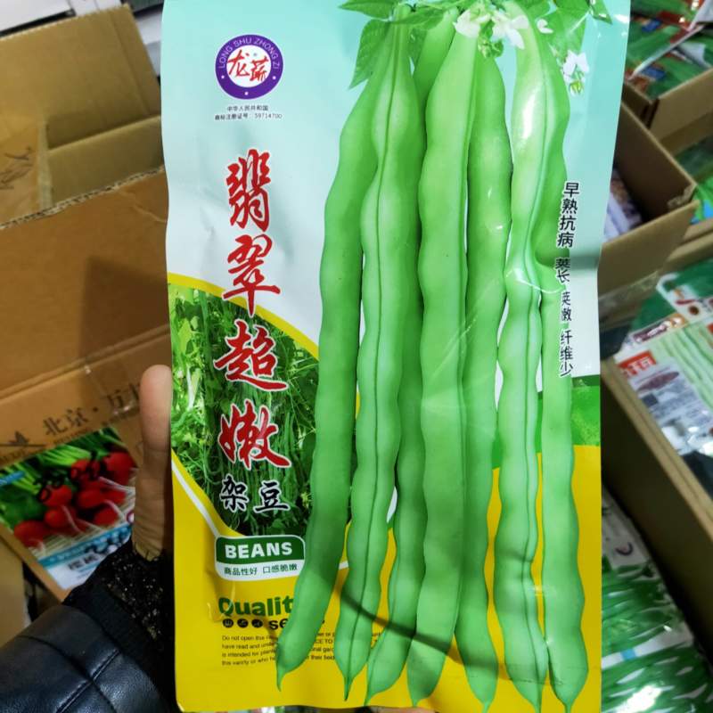 翡翠超嫩架豆种子早熟蔓生荚嫩白绿色豆圆棍形商品性好