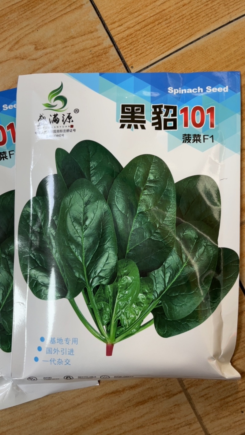 黑叶菠菜杂交种耐寒生长速度快半直立进口菠菜小籽粒