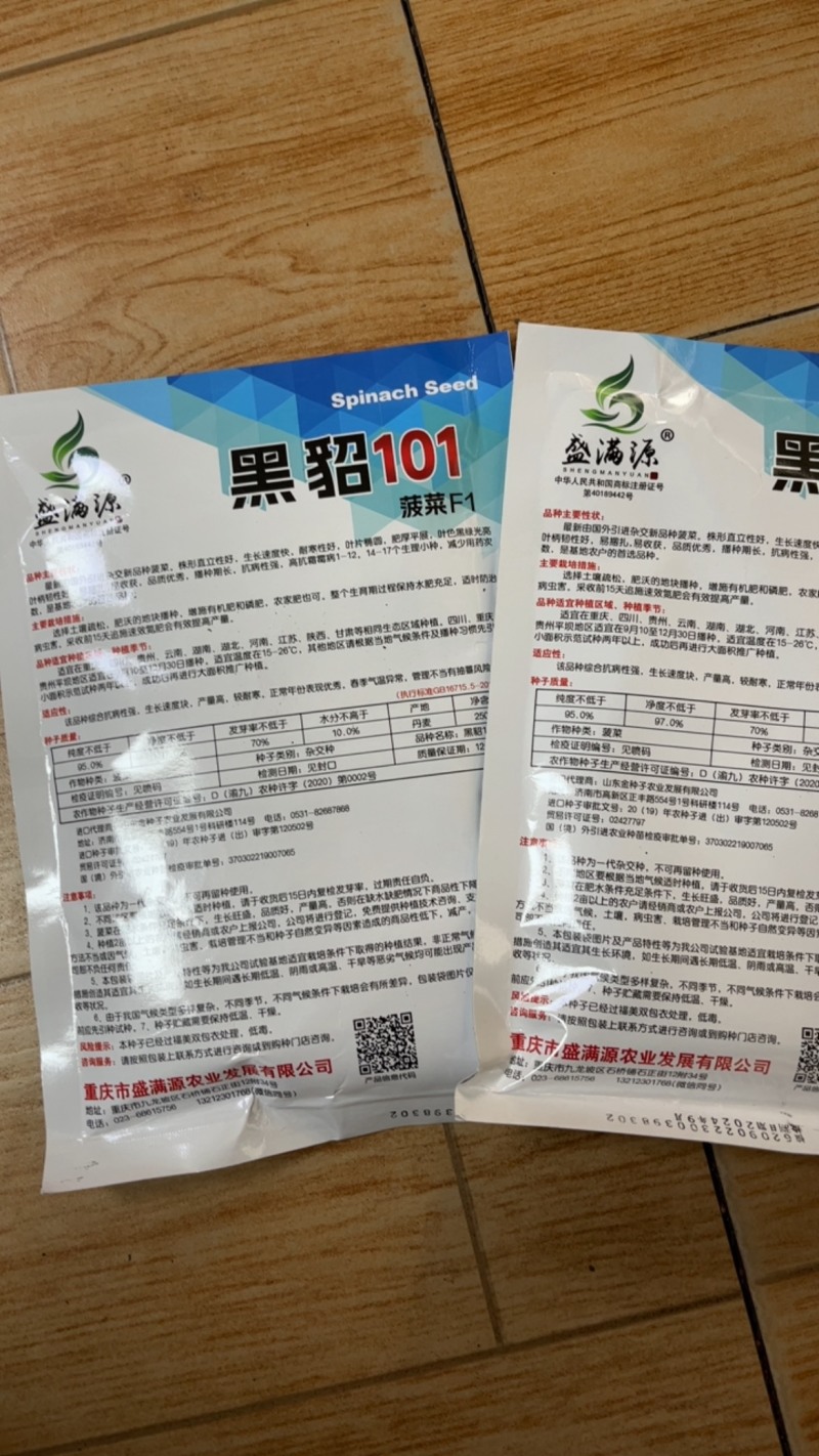 黑叶菠菜杂交种耐寒生长速度快半直立进口菠菜小籽粒