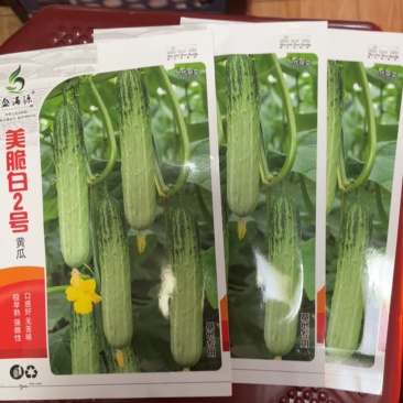 极早熟强雌无苦味水果味青白黄瓜种子