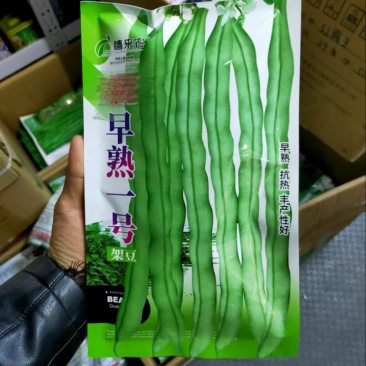 早熟一号架豆种子早熟嫩荚白绿棒形肉厚春秋均可种植