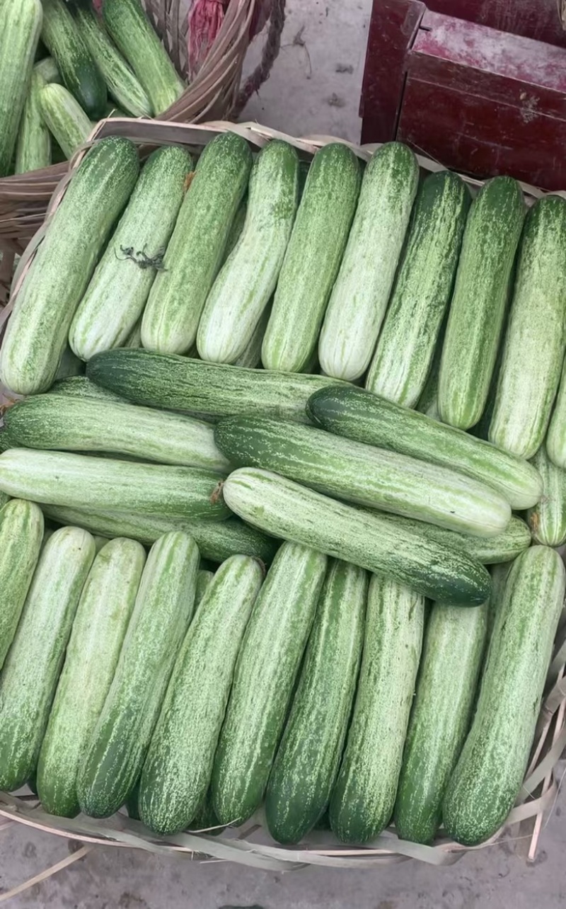 极早熟强雌无苦味水果味青白黄瓜种子