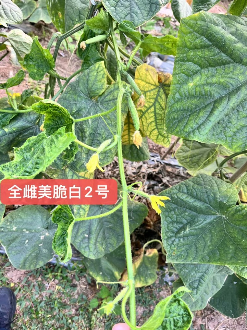 极早熟强雌无苦味水果味青白黄瓜种子