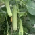 极早熟强雌无苦味水果味青白黄瓜种子