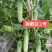 极早熟强雌无苦味水果味青白黄瓜种子