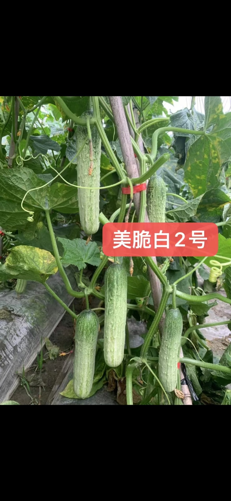 极早熟强雌无苦味水果味青白黄瓜种子