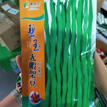 碧玉红玉架豆王种子中熟品种蔓生嫩荚鲜嫩春秋种植
