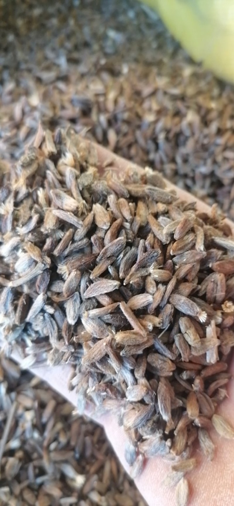 白术种子