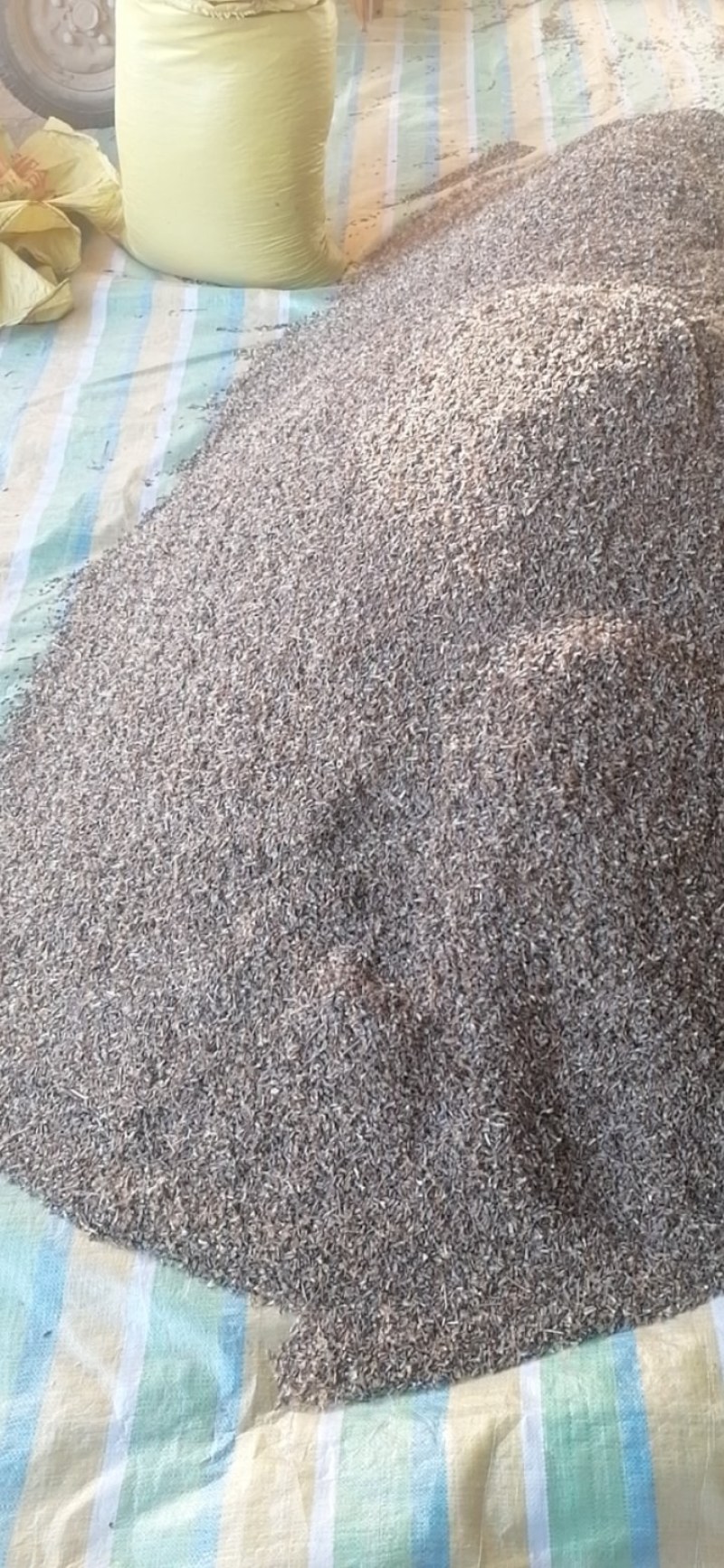 白术种子