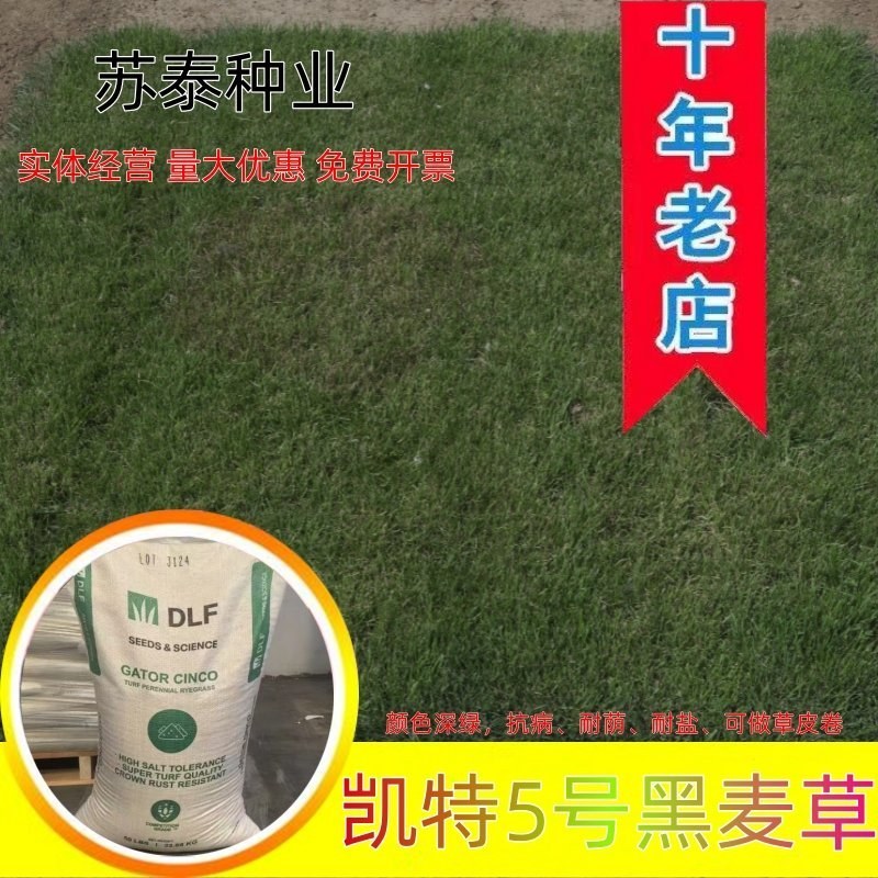 进口矮生草坪【凯特5号】黑麦草种子草皮卷专用草籽