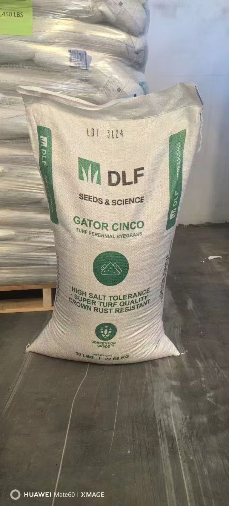 进口矮生草坪【凯特5号】黑麦草种子草皮卷专用草籽