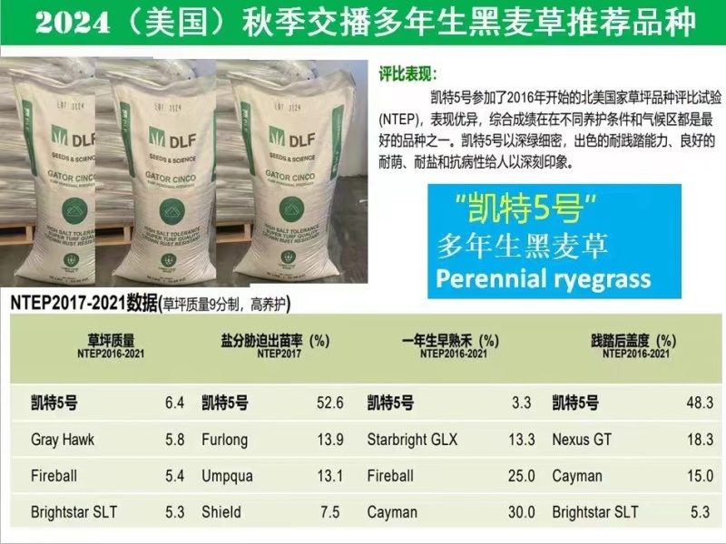 进口矮生草坪【凯特5号】黑麦草种子草皮卷专用草籽
