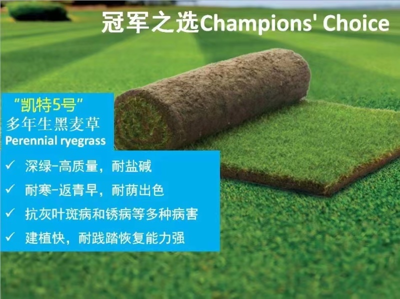进口矮生草坪【凯特5号】黑麦草种子草皮卷专用草籽