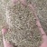进口矮生草坪【凯特5号】黑麦草种子草皮卷专用草籽
