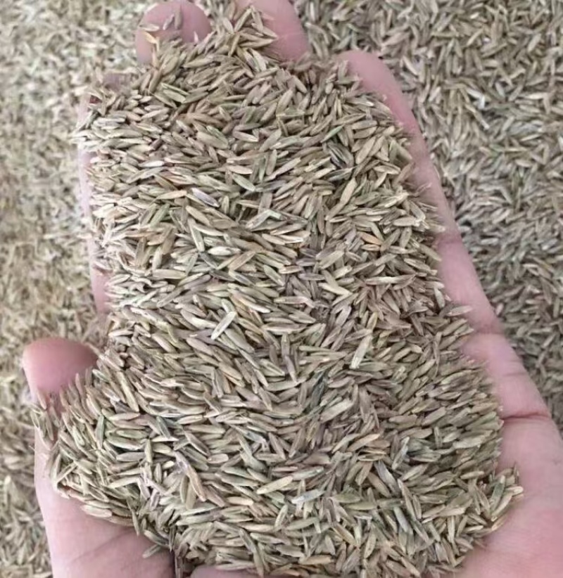 进口矮生草坪【凯特5号】黑麦草种子草皮卷专用草籽