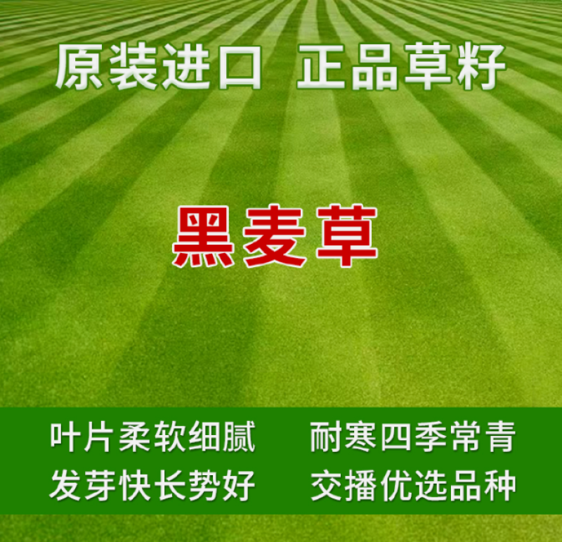 进口矮生草坪【凯特5号】黑麦草种子草皮卷专用草籽