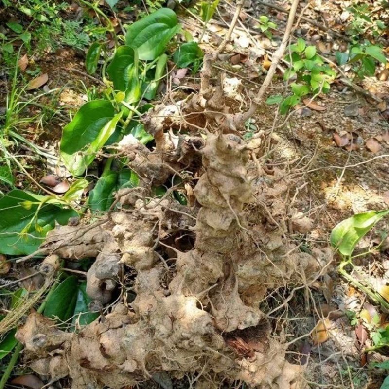 浙江丽水龙泉市中药材金刚藤品质优对接各种厂家