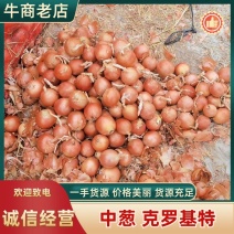 黄皮洋葱克罗基特产地直发一手货源品质保证