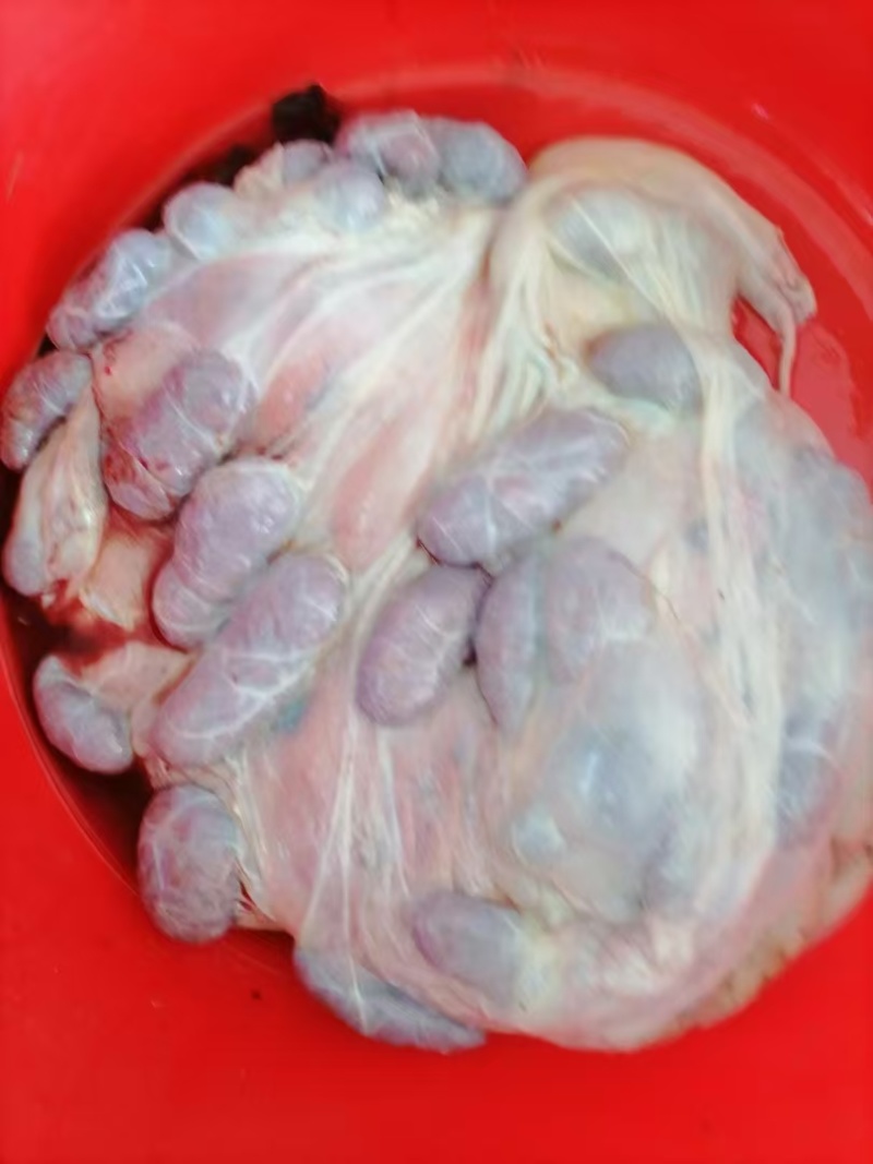 【牛胎盘】黄牛的带自然油，屠宰场下来的，详情里有详细介绍