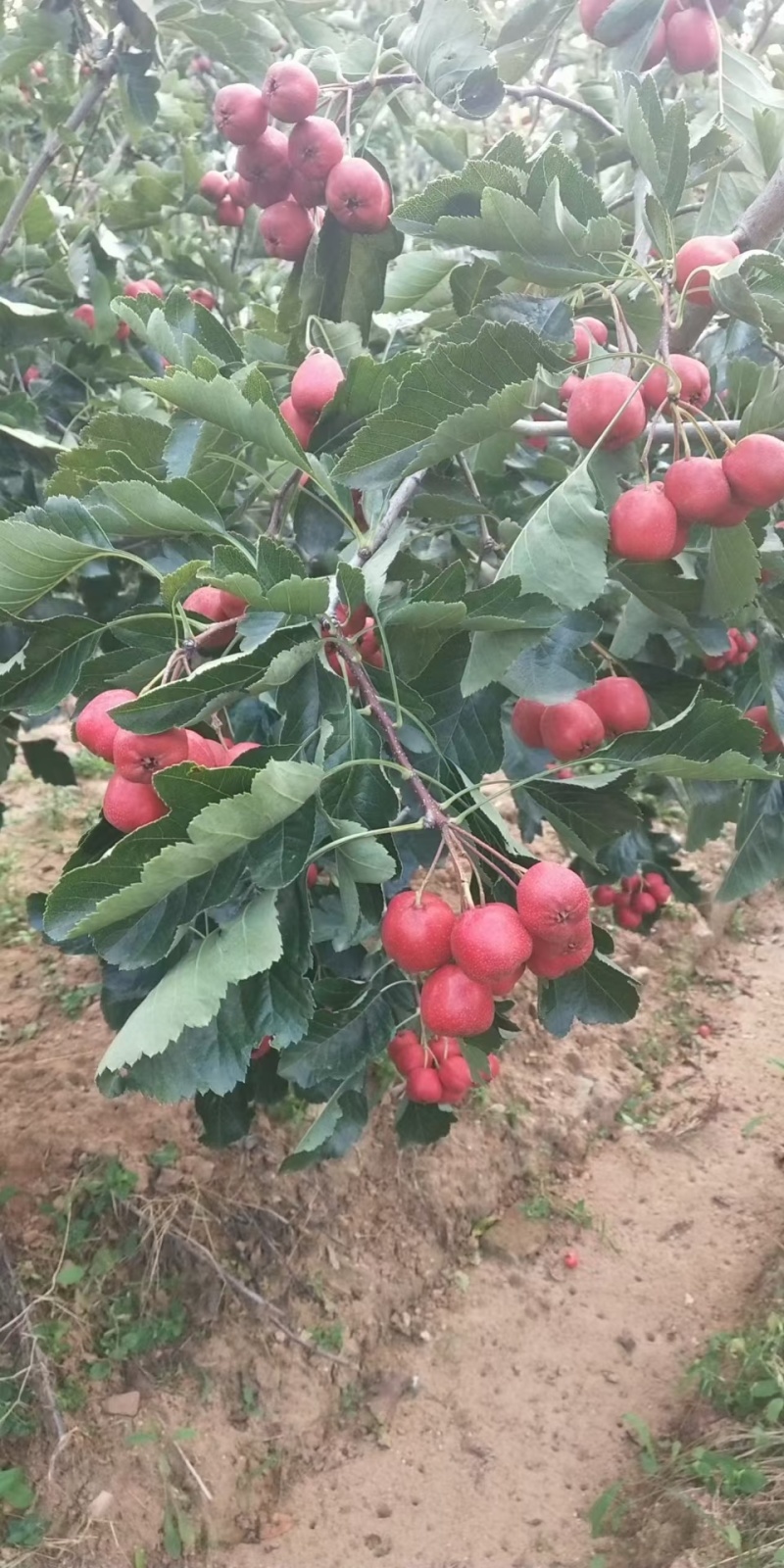 山楂基地，量大从优，全国发货，零售与批发需要电话联系