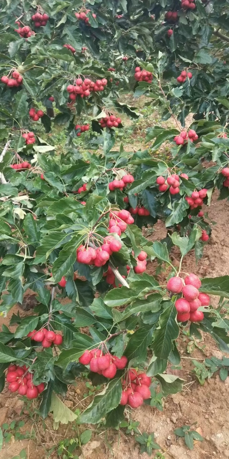 山楂基地，量大从优，全国发货，零售与批发需要电话联系