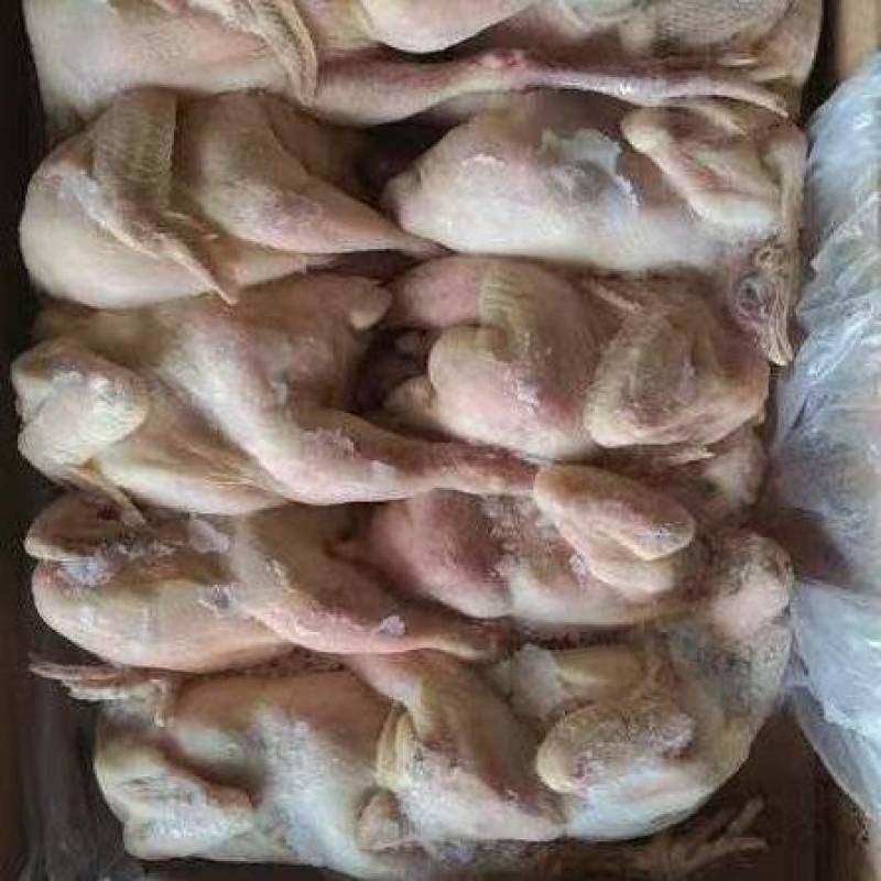 三黄鸡