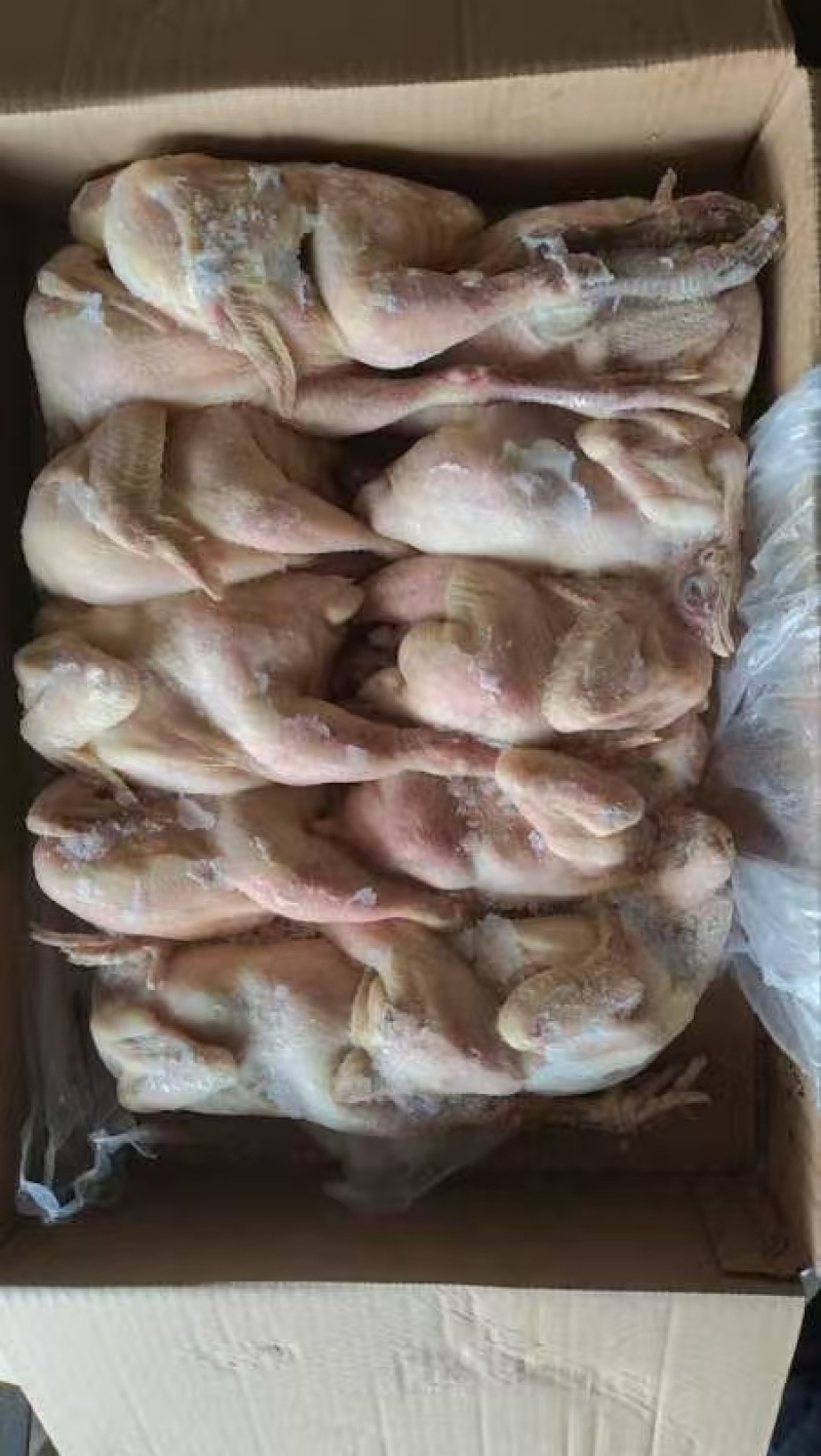 三黄鸡