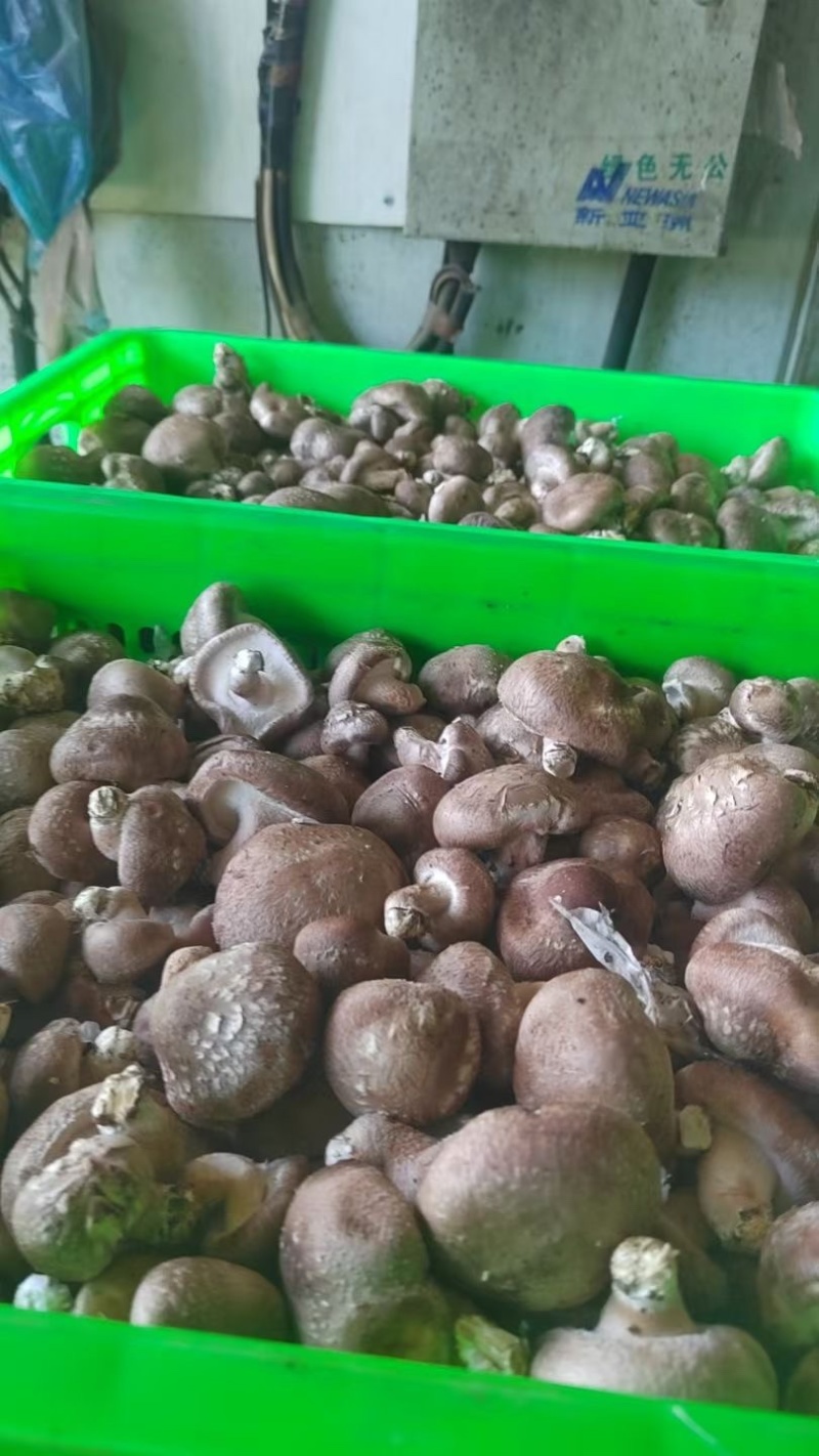 香菇小豆赶集货