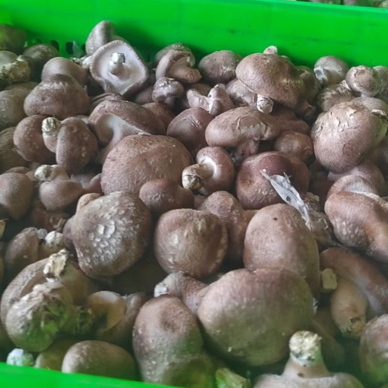 香菇小豆赶集货