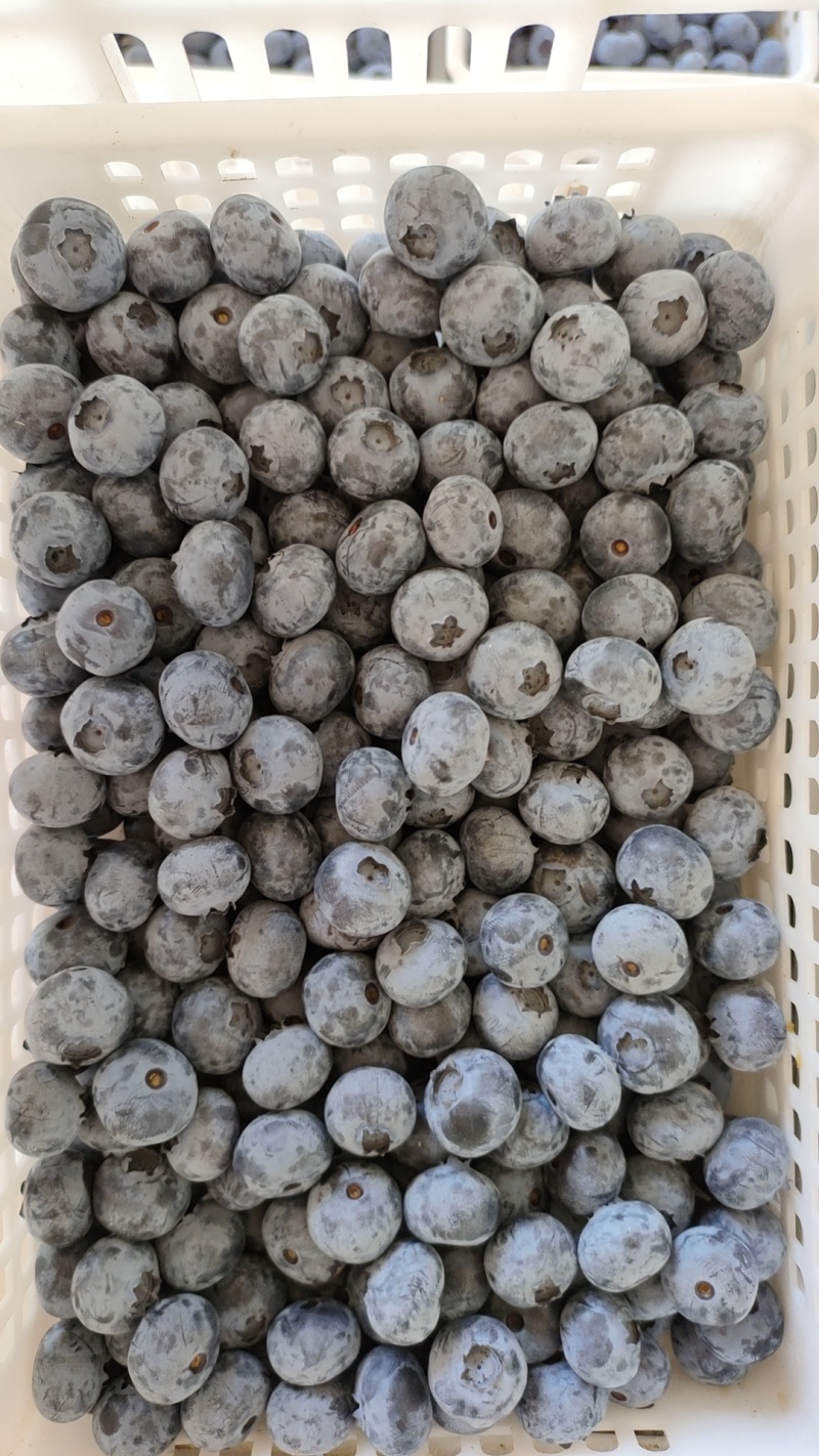蓝莓L25,L11，薄雾等。按级别价格30起。本地货。