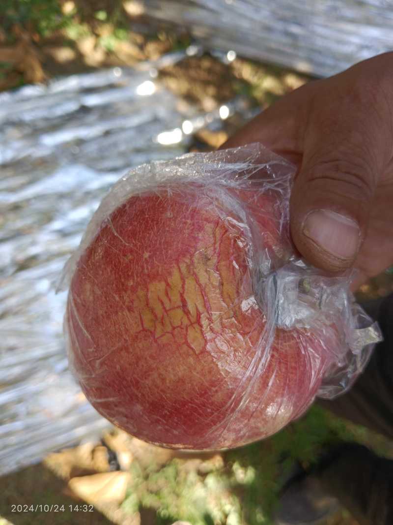 万荣纸加膜富士香甜可口，皮薄肉厚，产地一手货源，需要的客
