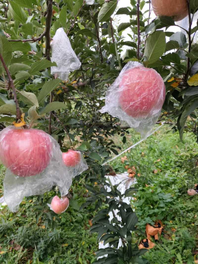 万荣纸加膜富士香甜可口，皮薄肉厚，产地一手货源，需要的客
