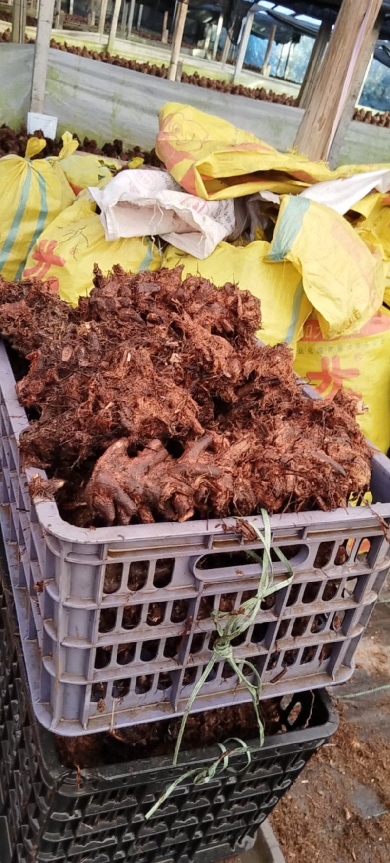 景观新宠·批发热销货源零售兼营产地直销
