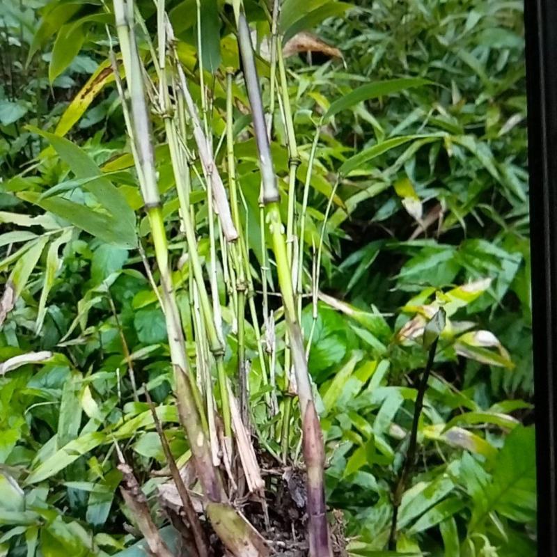 方竹二年方竹苗方竹苗基地大量供应保证品质欢迎咨询