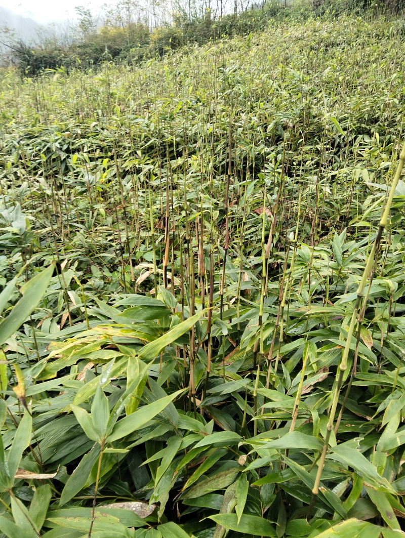 方竹二年方竹苗方竹苗基地大量供应保证品质欢迎咨询