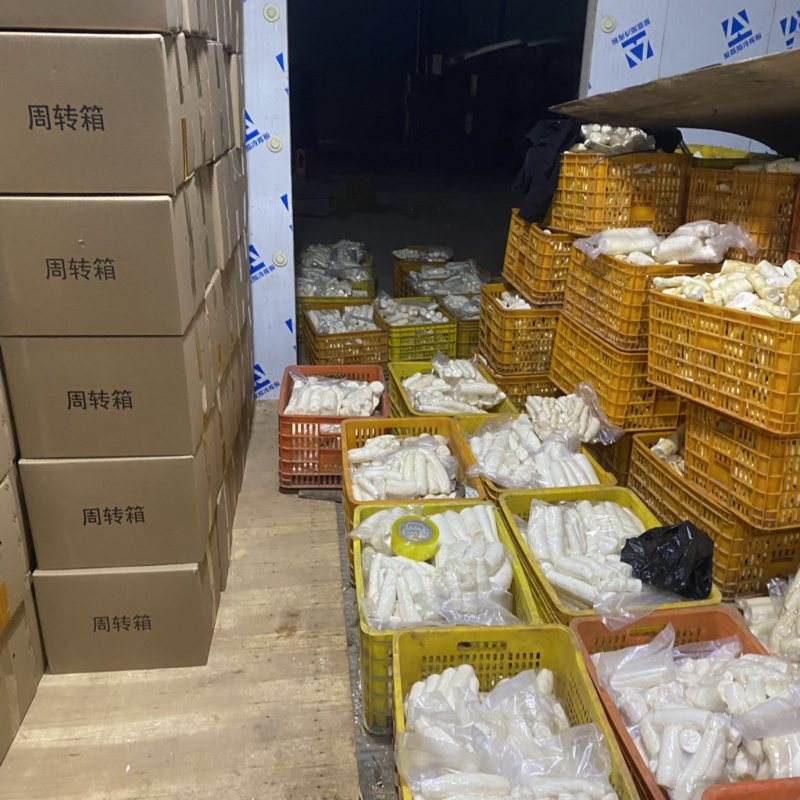 面包木薯桂十，白肉木薯，广西木薯大量有货欢迎联系