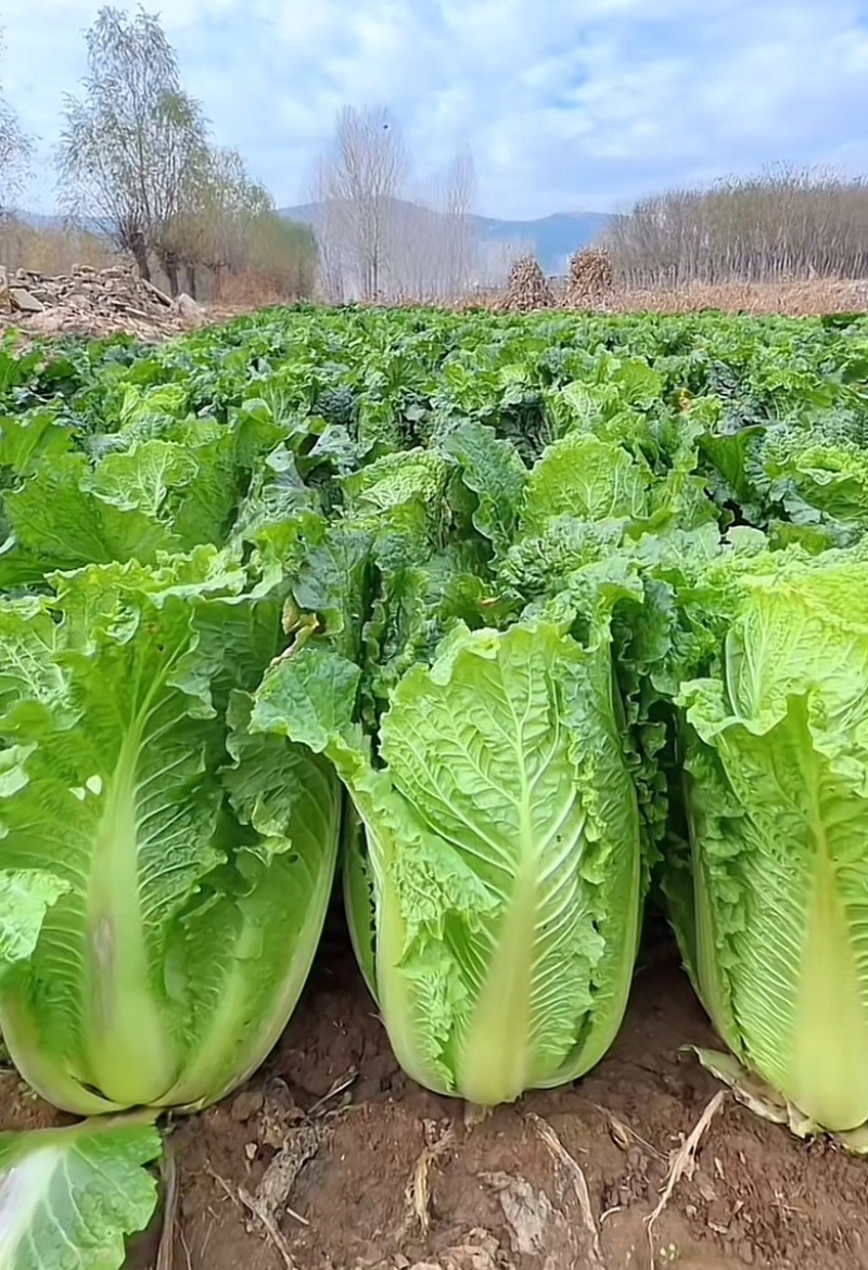 江苏盐城大白菜，黄心白菜产地直发直发量大优惠，快来抢购吧