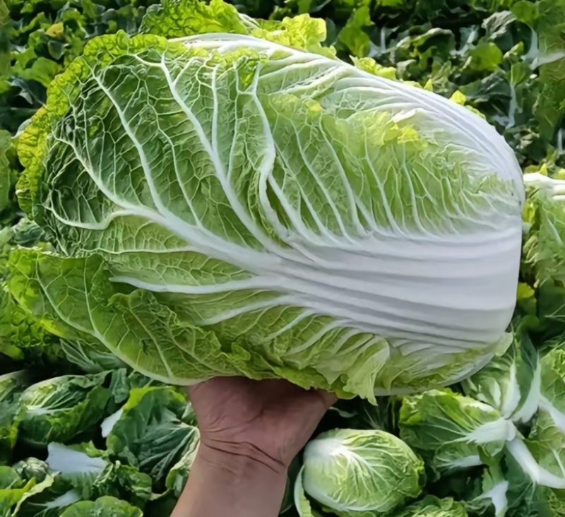江苏盐城大白菜，黄心白菜产地直发直发量大优惠，快来抢购吧