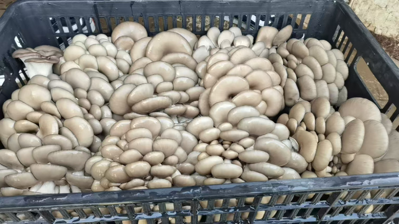 陕西平菇，灰平菇，货品丰富，品质保证，全国发货